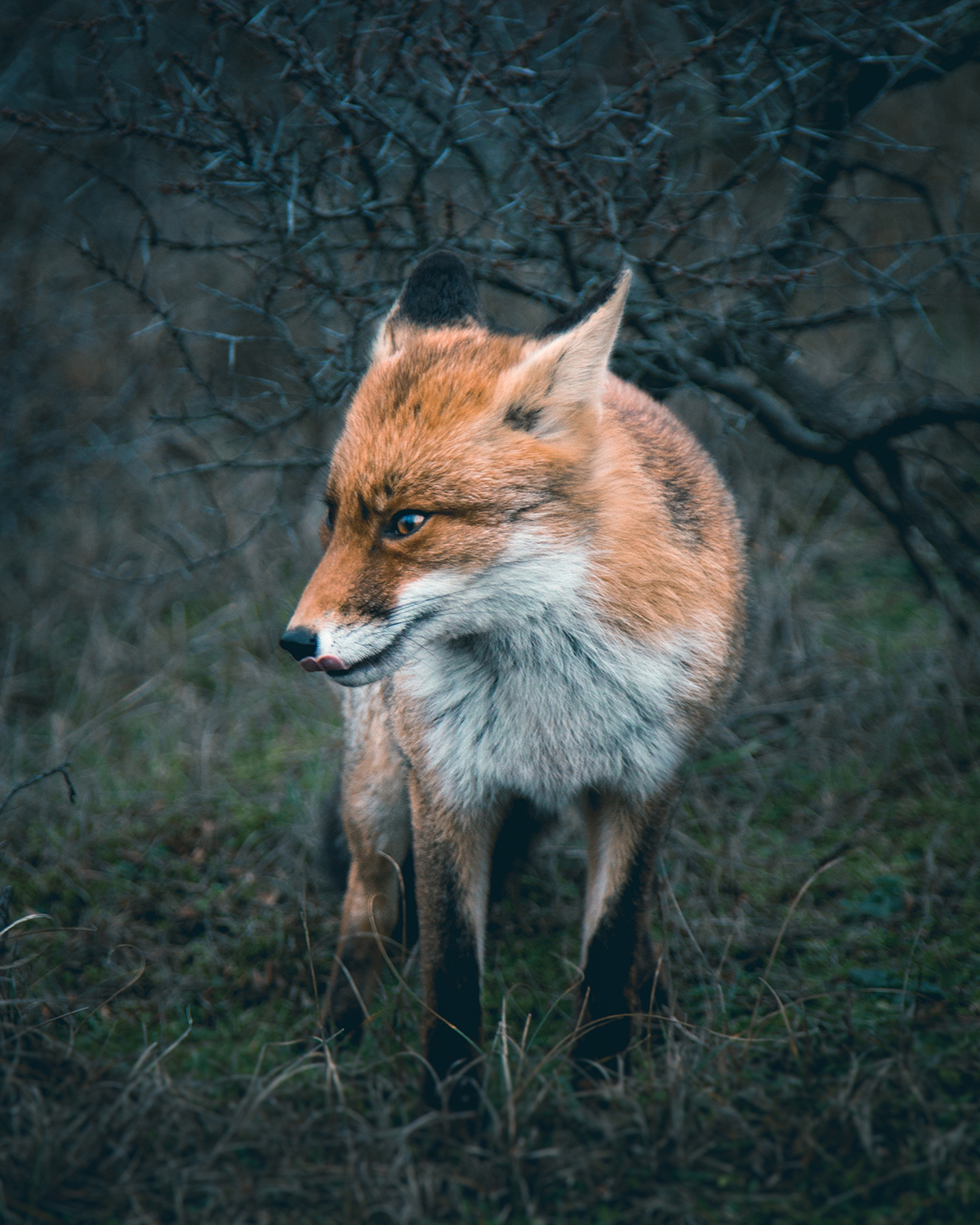 fox