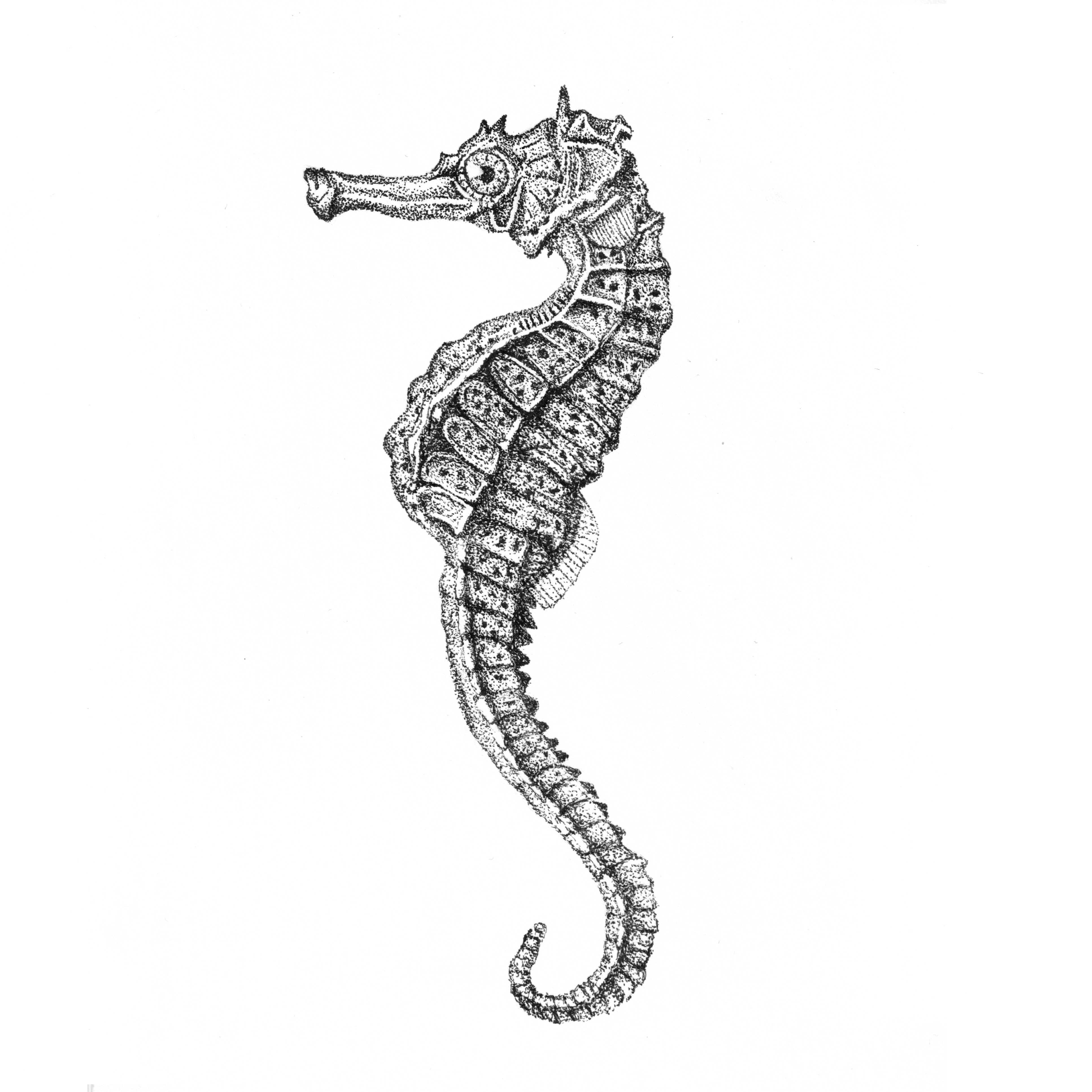 seahorse