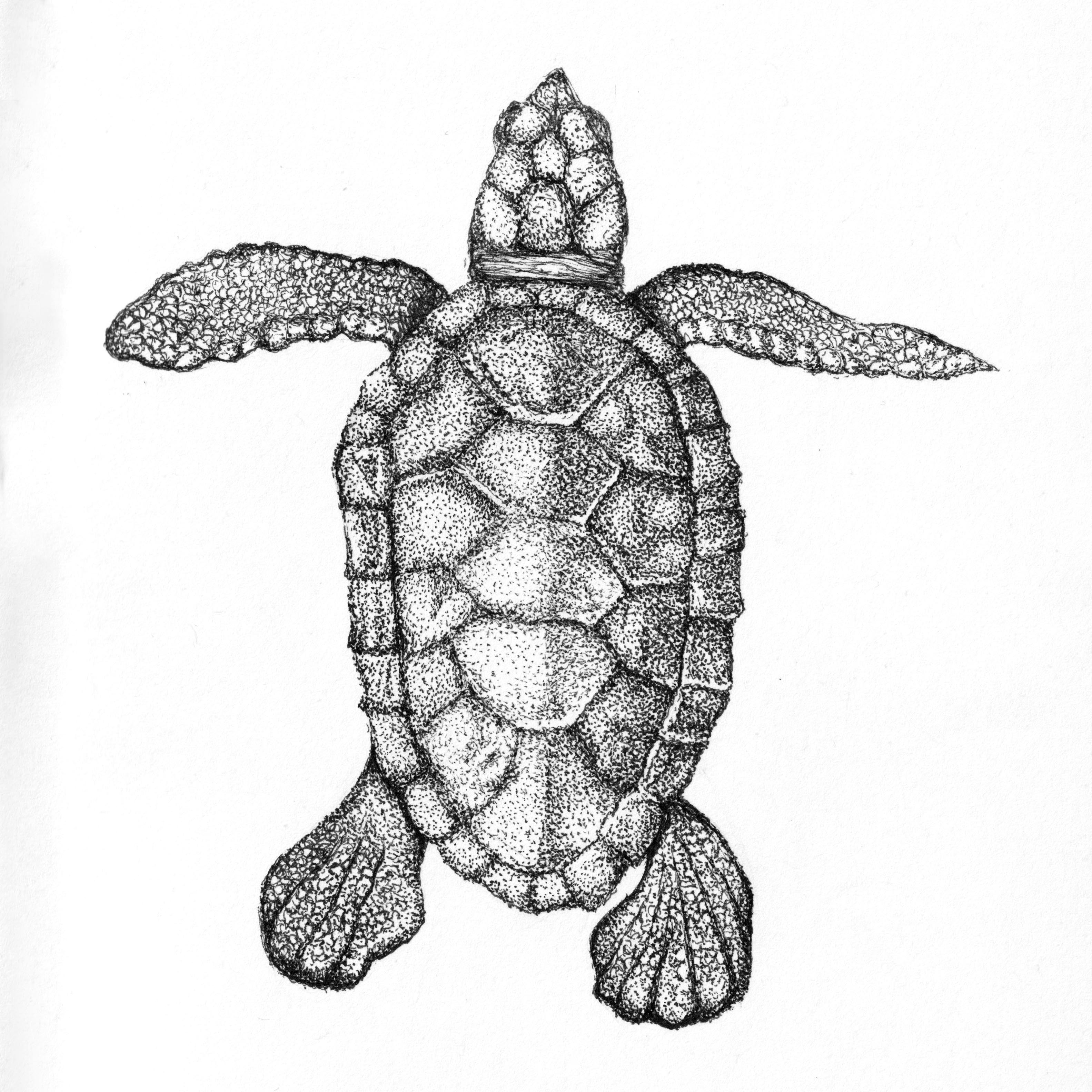 turtle